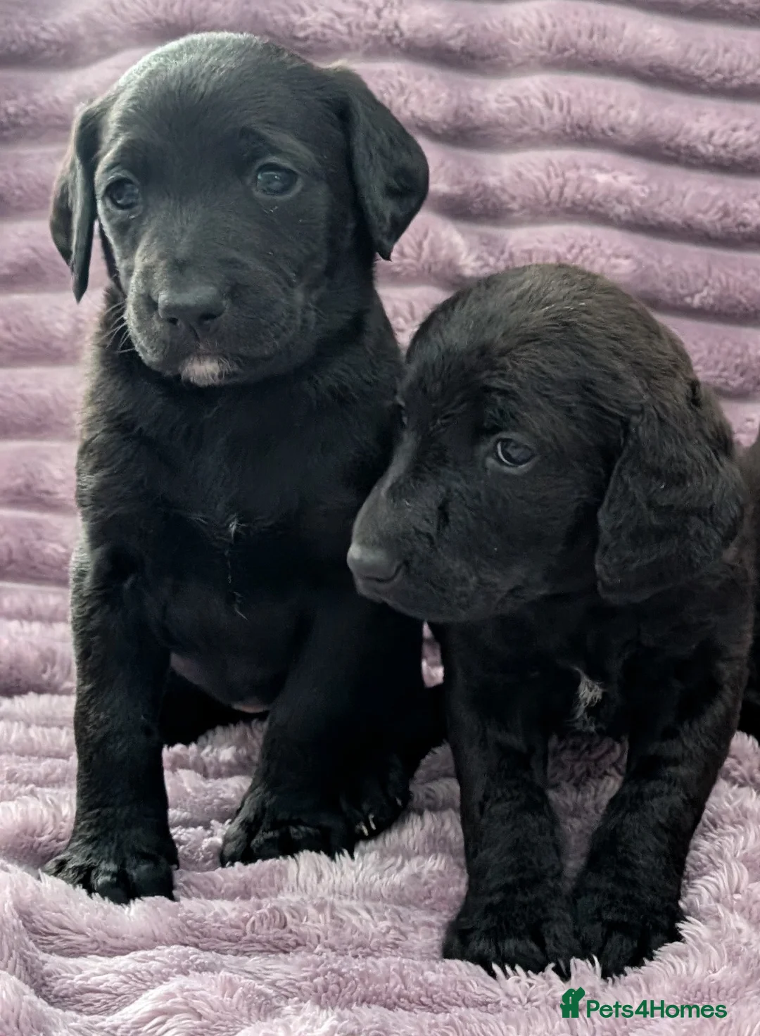 Labradoodle dogs for sale: 🐾 Labradoodle Puppies 🐾 - Advert 22