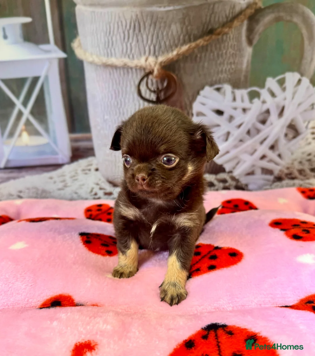 Chihuahua dogs for sale: 💜 Excotic long coated chihuahuas 💜 - Advert 2