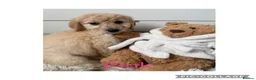 Labradoodle dogs for sale: Ready now rare silver f1bb standard labradoodles  - Advert 18