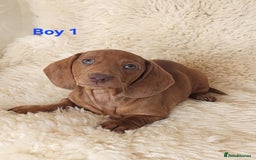 Miniature Dachshund dogs for sale: 6 adorable miniature dashund puppy’s  - Image 2