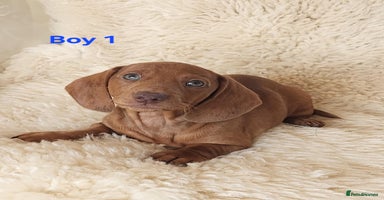 Miniature Dachshund dogs - Advert 5