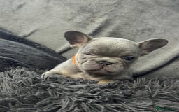 French Bulldog dogs for sale: KC Fluffy Carriers Isabella French Bulldogs puppy - Image 26