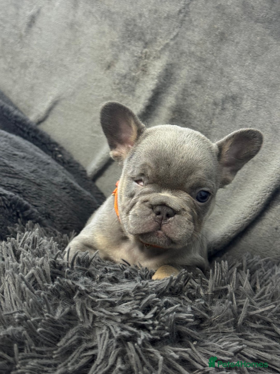 French Bulldog dogs for sale: KC Fluffy Carriers Isabella French Bulldogs puppy - Image 26