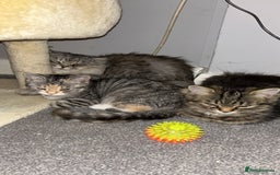 Persian cats for sale: 2 loving Persian Kittens for sale  - Image 1