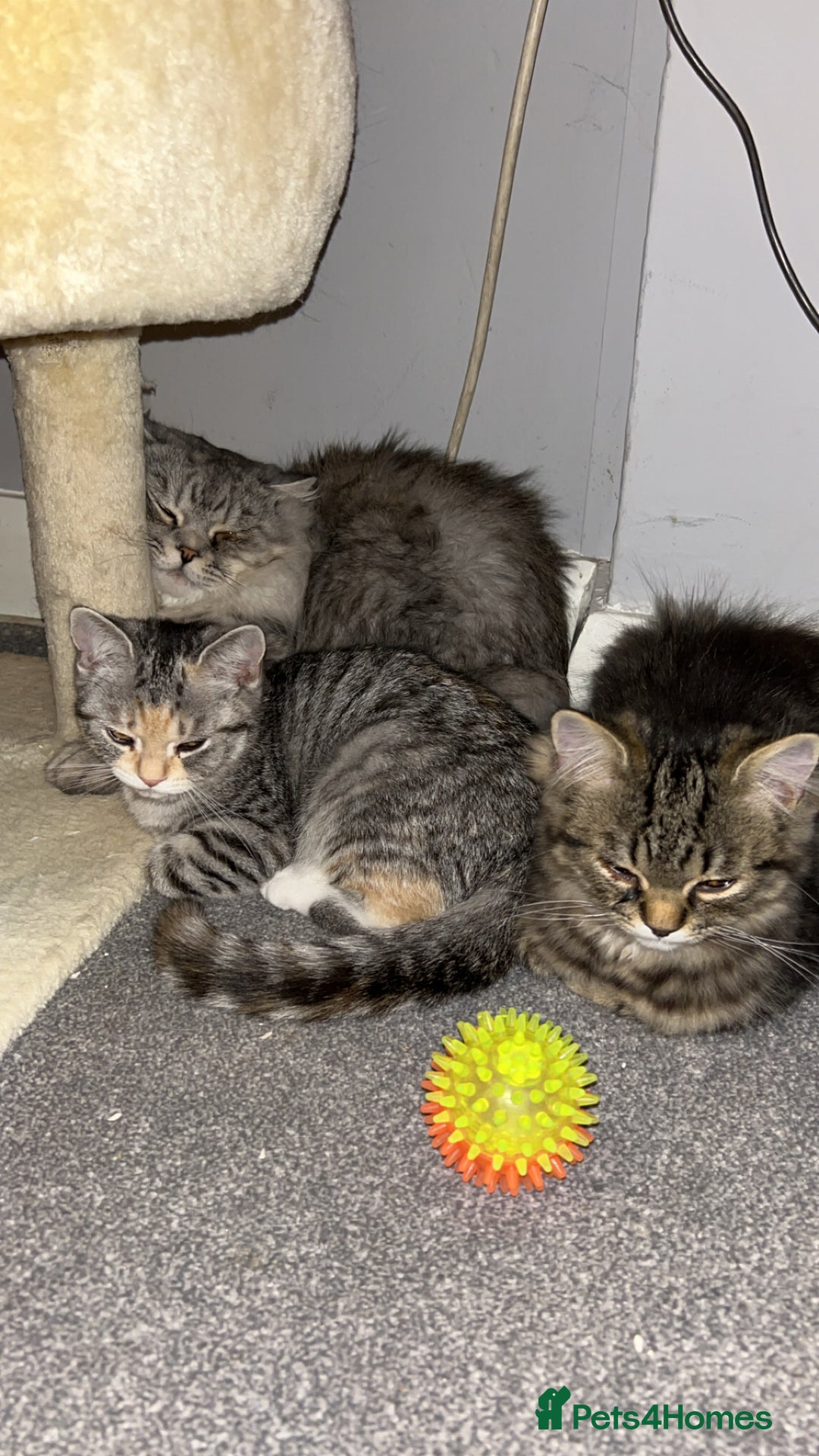 Persian cats for sale: 2 loving Persian Kittens for sale  - Image 1