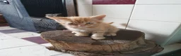 Mixed Breed cats for sale: Fun Fun Fun - Advert 5