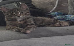 Mixed Breed cats for sale: The most loving bundles of fluff  - Image 5
