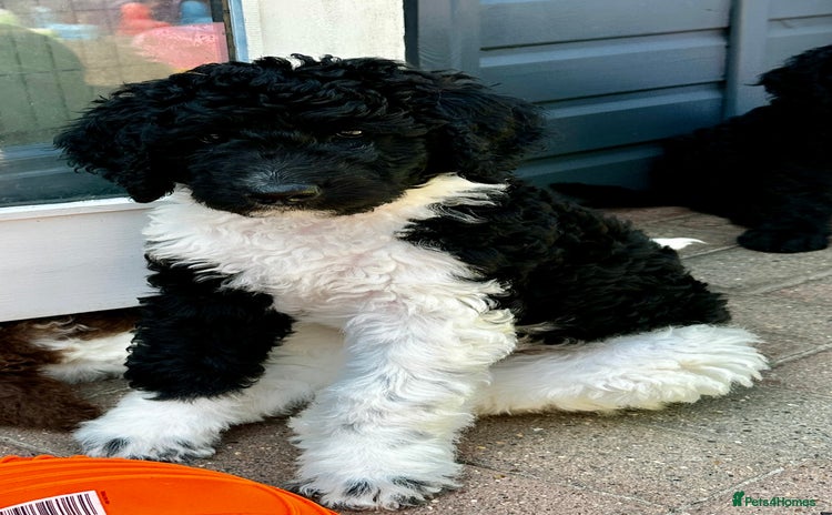Mixed Breed dogs in Sheerness - Advert 2