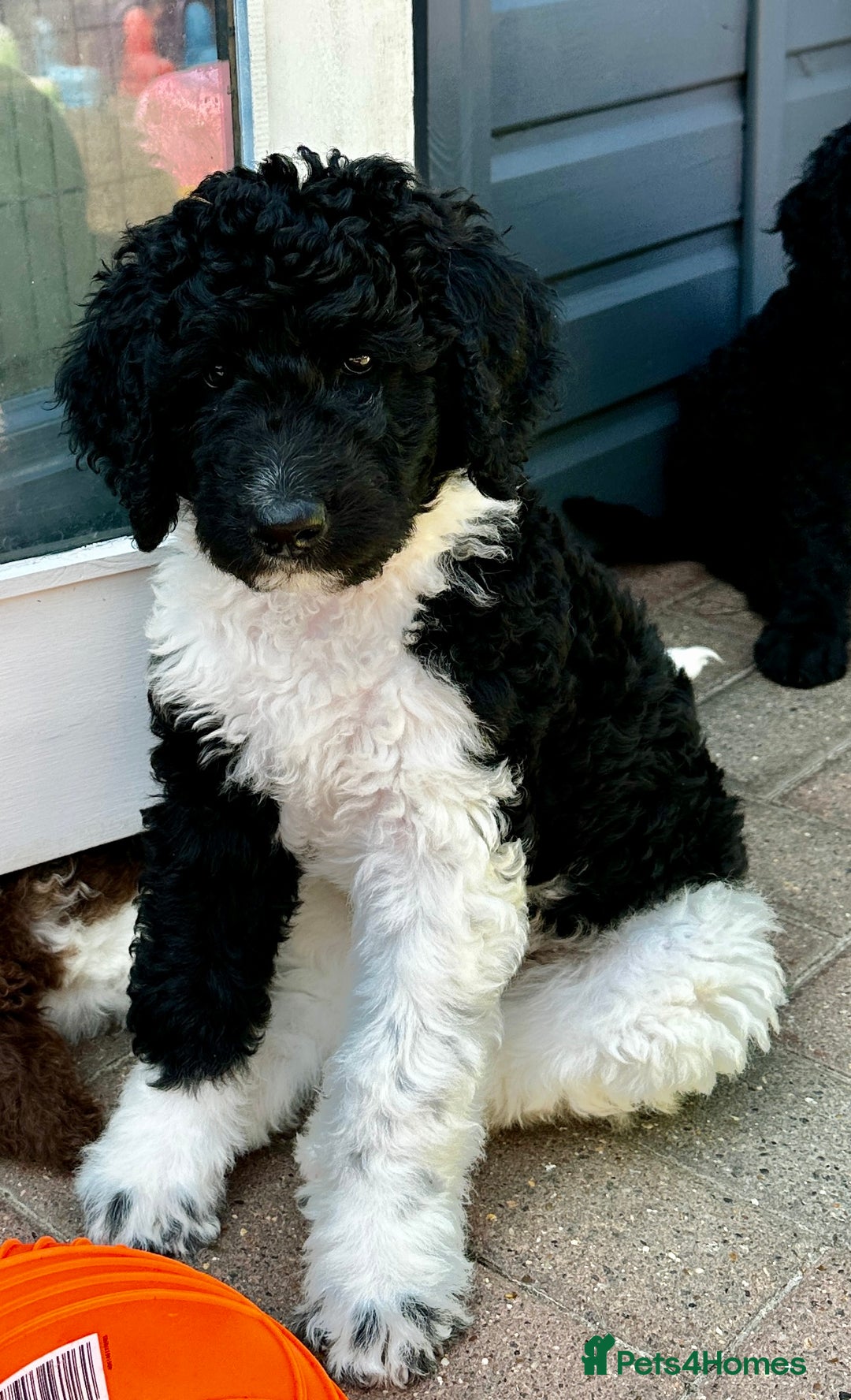 Mixed Breed dogs for sale: 🐾 St Beradoodle Puppies Health Tested Parents 🐾 in Sheerness - Image 1