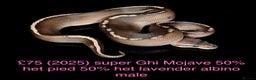 Python Snake reptiles for sale: Various royals for sale. (Reduced)  - Advert 16