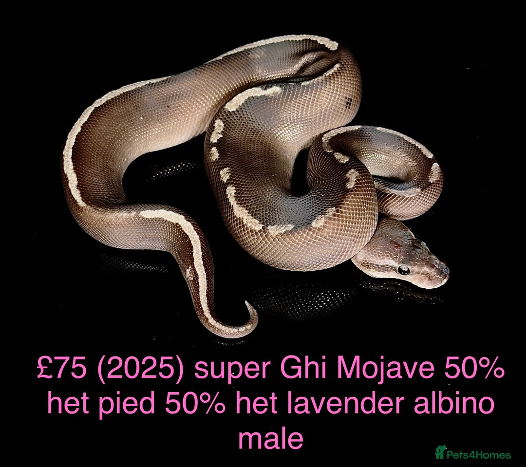 Python Snake reptiles for sale: Various royals for sale. (Reduced)  - Advert 16