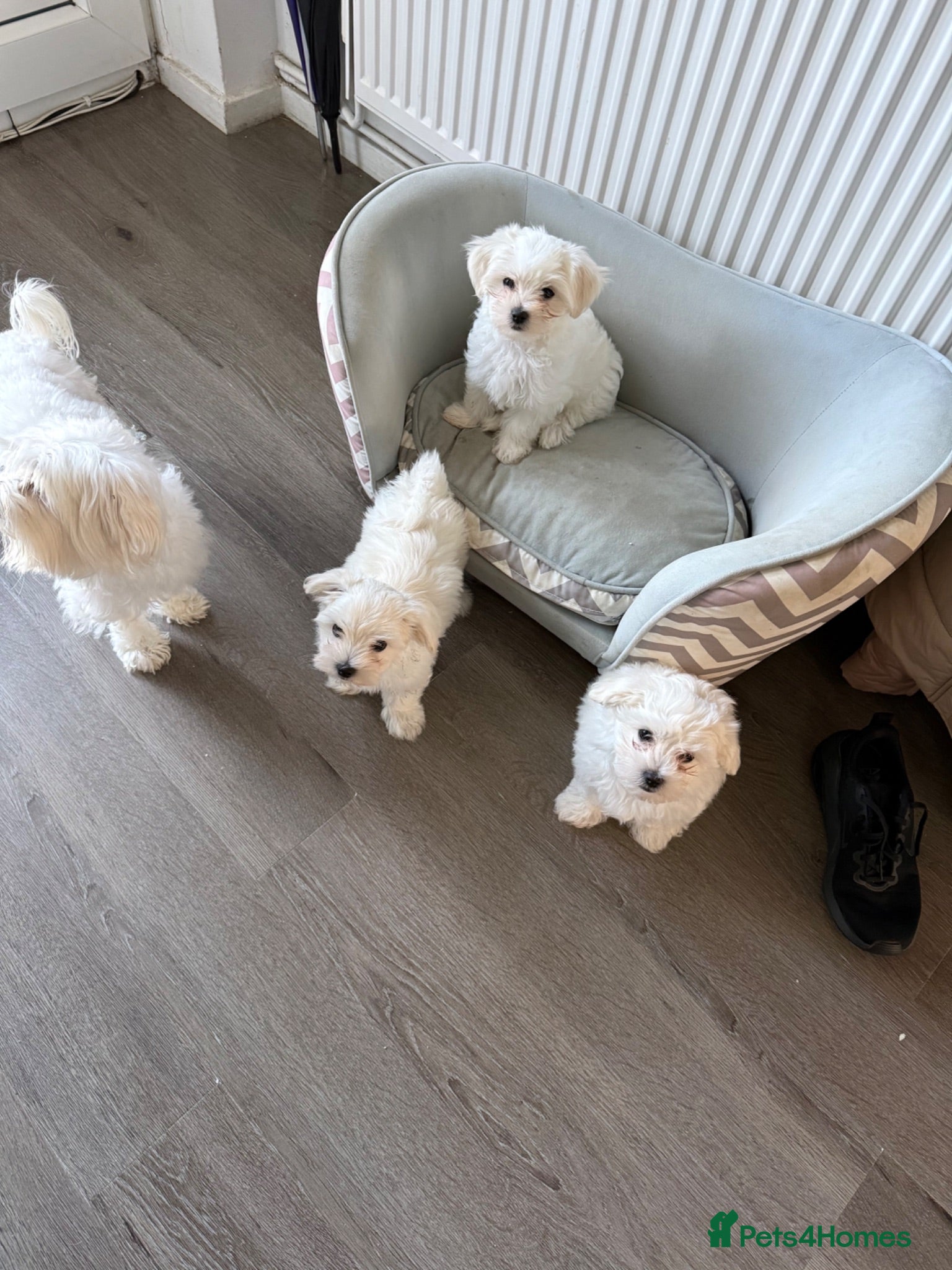 Maltipoo dogs Maltipoo - Advert 1