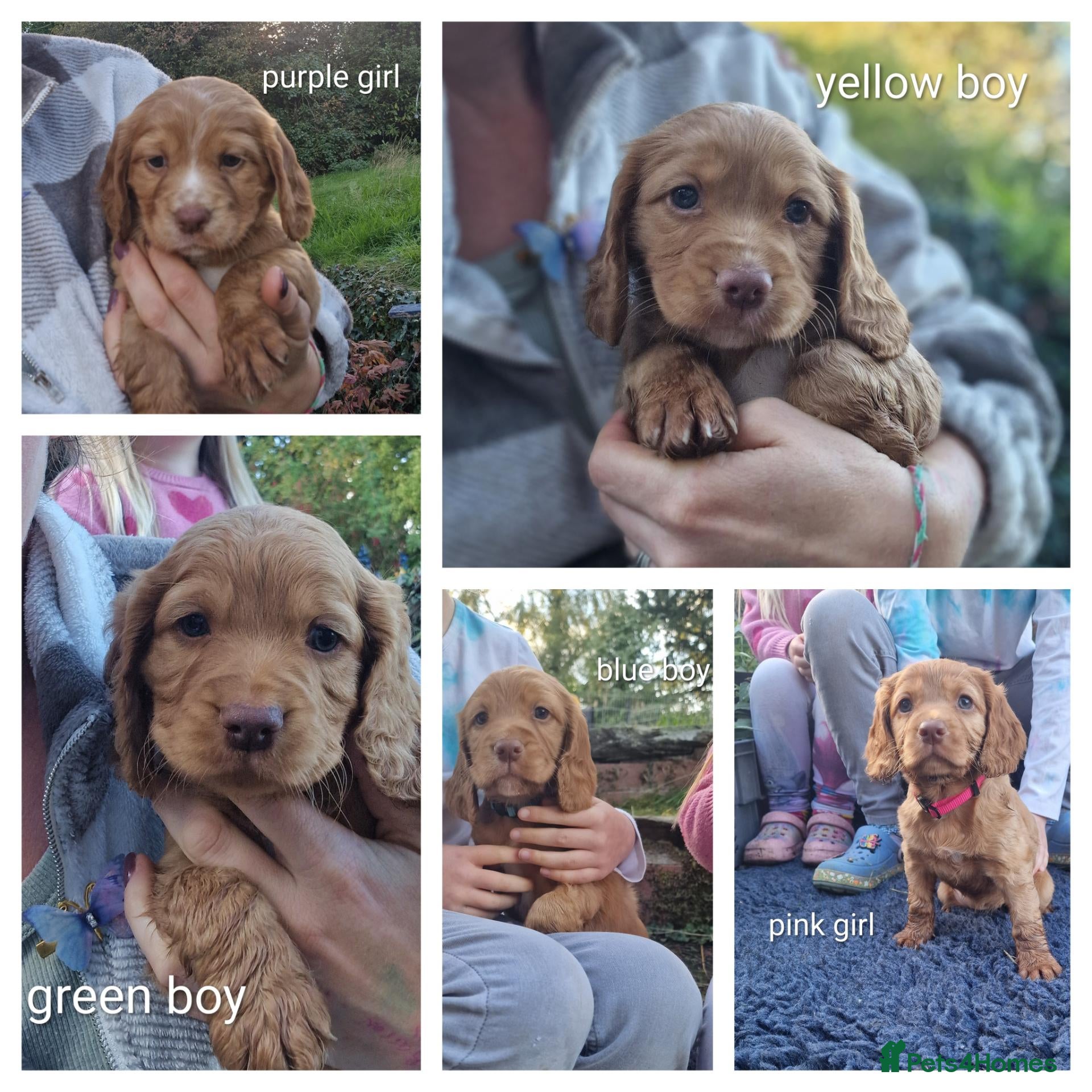 Cocker Spaniel dogs Chunky cocker spaniel puppies - Advert 1