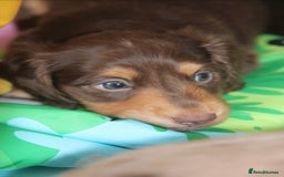Miniature Dachshund dogs for sale: Top quality long haired miniature dachshunds - Image 5