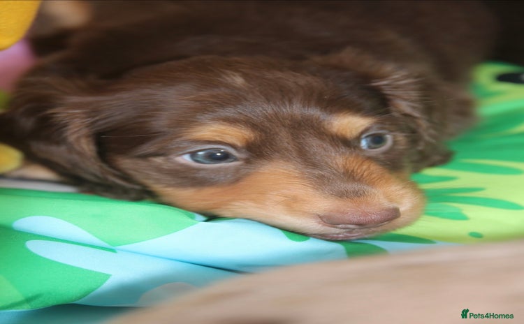 Miniature Dachshund dogs - Advert 4