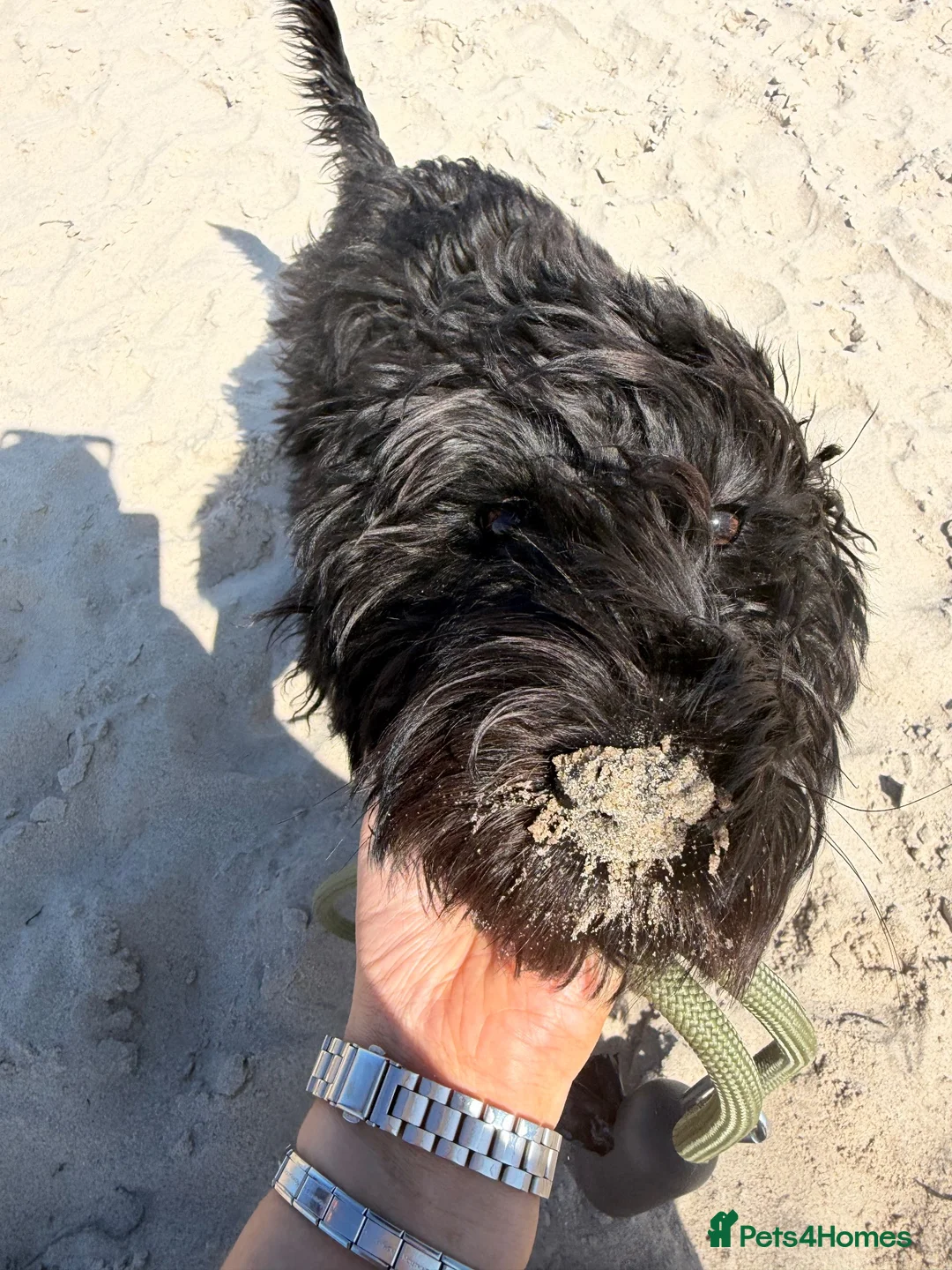 Labradoodle dogs for sale: Miniature Labradoodle in Nelson - Advert 2