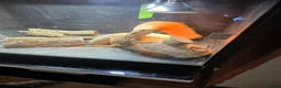 Bearded Dragon reptiles for sale: Male bearded dragon , proven breeder in Northallerton - Advert 3