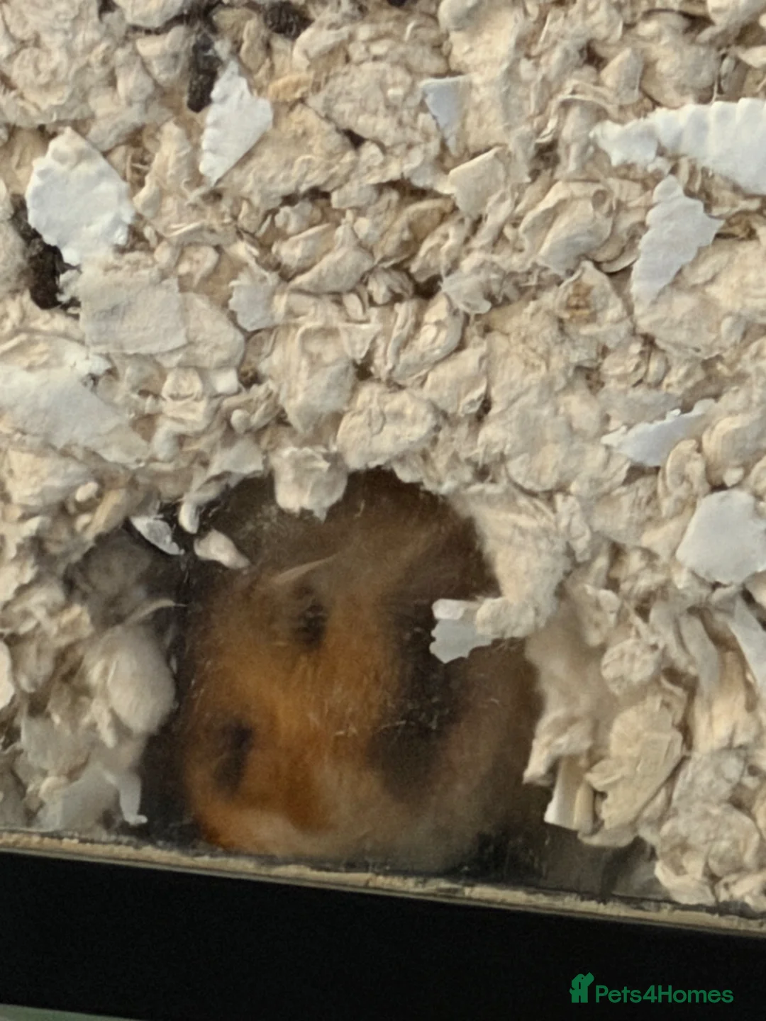 Hamster rodents for sale: syrian hamster with bucatstate cage - Advert 2