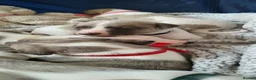 Whippet dogs for sale: Whippet puppies pure mix blue litter in Heanor - Advert 7