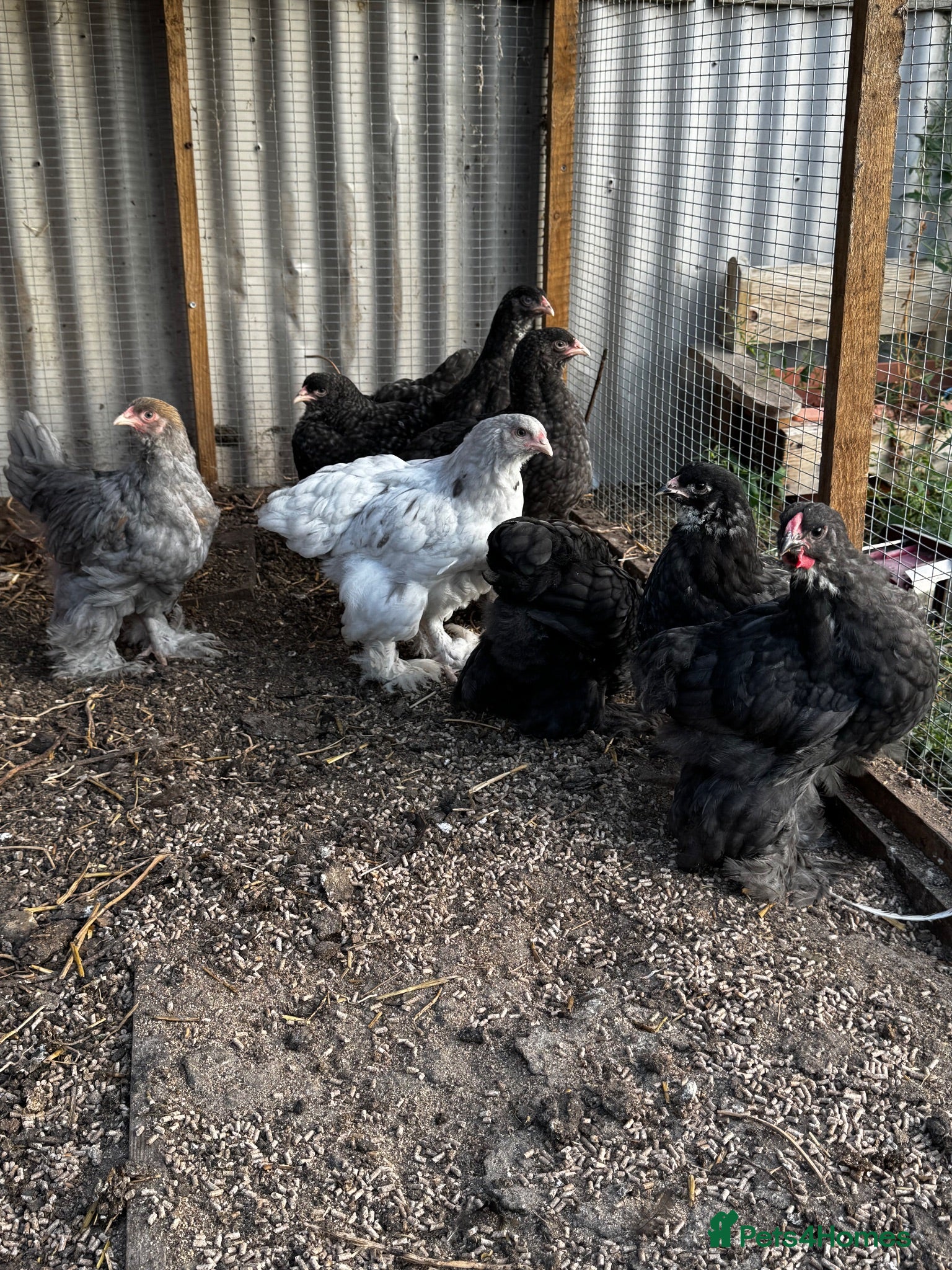 Chickens poultry POL Hens, Hatching eggs, and chicks  - Advert 2