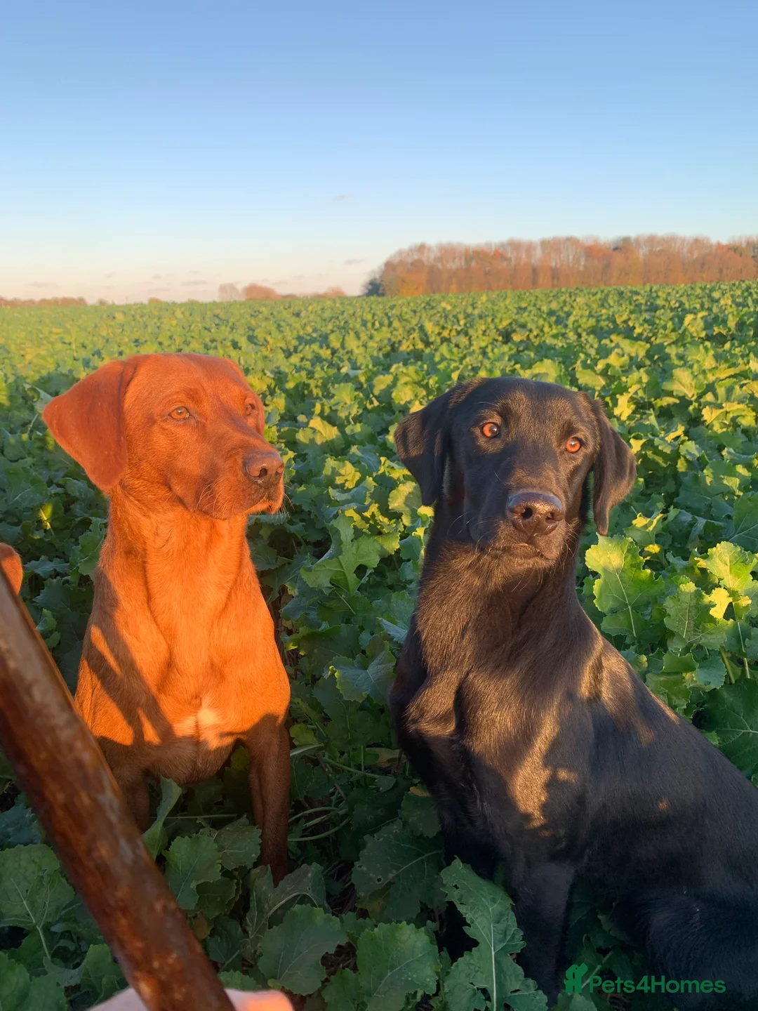 Labrador Retriever dogs for stud: Health tested KC reg fox red lab stud  in Hull - Advert 5