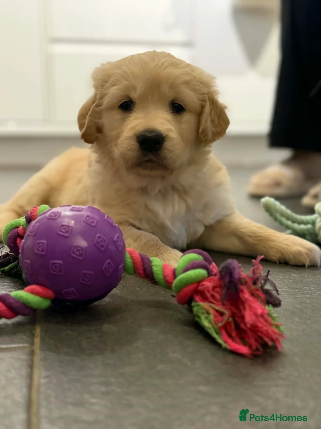 Golden Retriever dogs for sale: KC Registered Golden Retriever Puppies ready soon! - Advert 1
