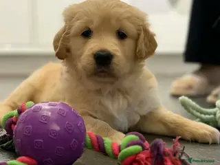 Golden Retriever dogs KC Registered Golden Retriever Puppies ready soon! - Advert 8