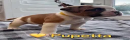 American Bulldog dogs for sale: Beautiful Johnson Type American Bulldog Puppies - Advert 12