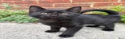 Mixed Breed cats for sale: Beautiful kittens  - Advert 8