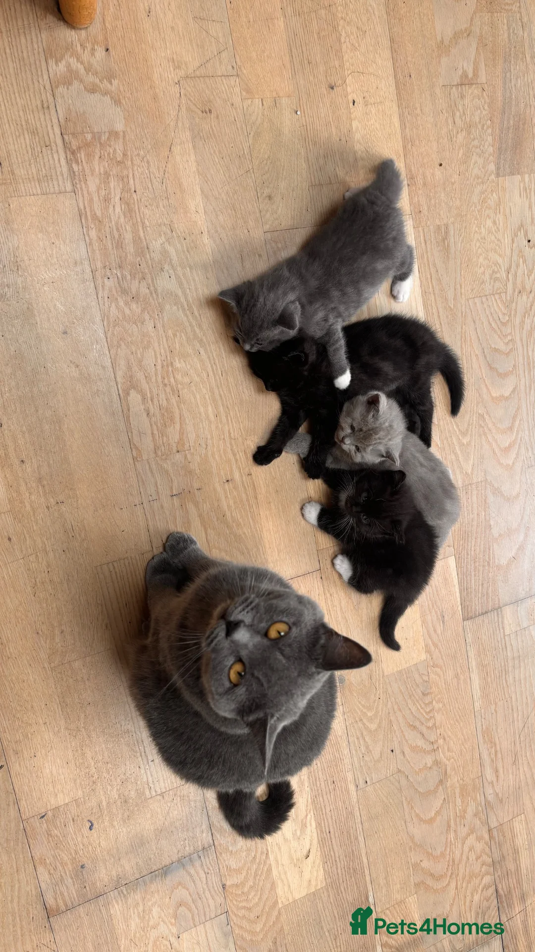 British Shorthair cats for sale: Two male kittens available from a British blue mum - Advert 2
