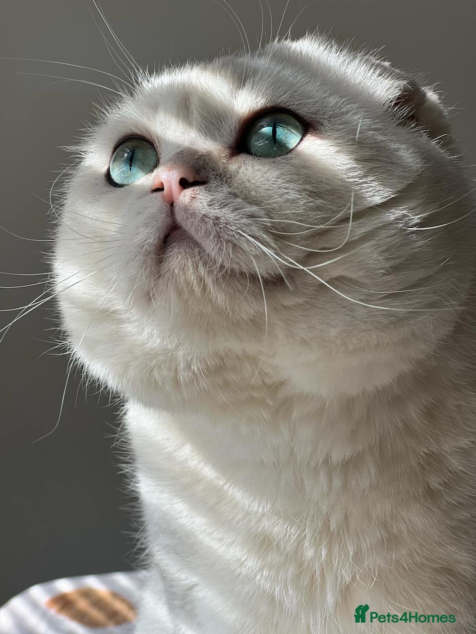 Scottish Fold cats 💎 Rare Silver Scottish Fold Stud Service - Advert 1