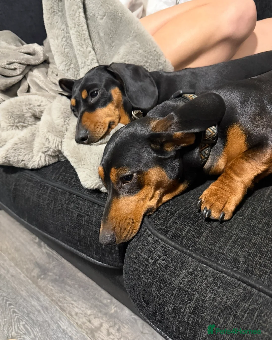 Miniature Dachshund dogs for sale: Miniature Dachshund Puppies - Advert 31