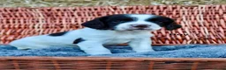 English Springer Spaniel dogs for sale: 1 boy left. Heath Tested Springer Spaniel Pups - Advert 18
