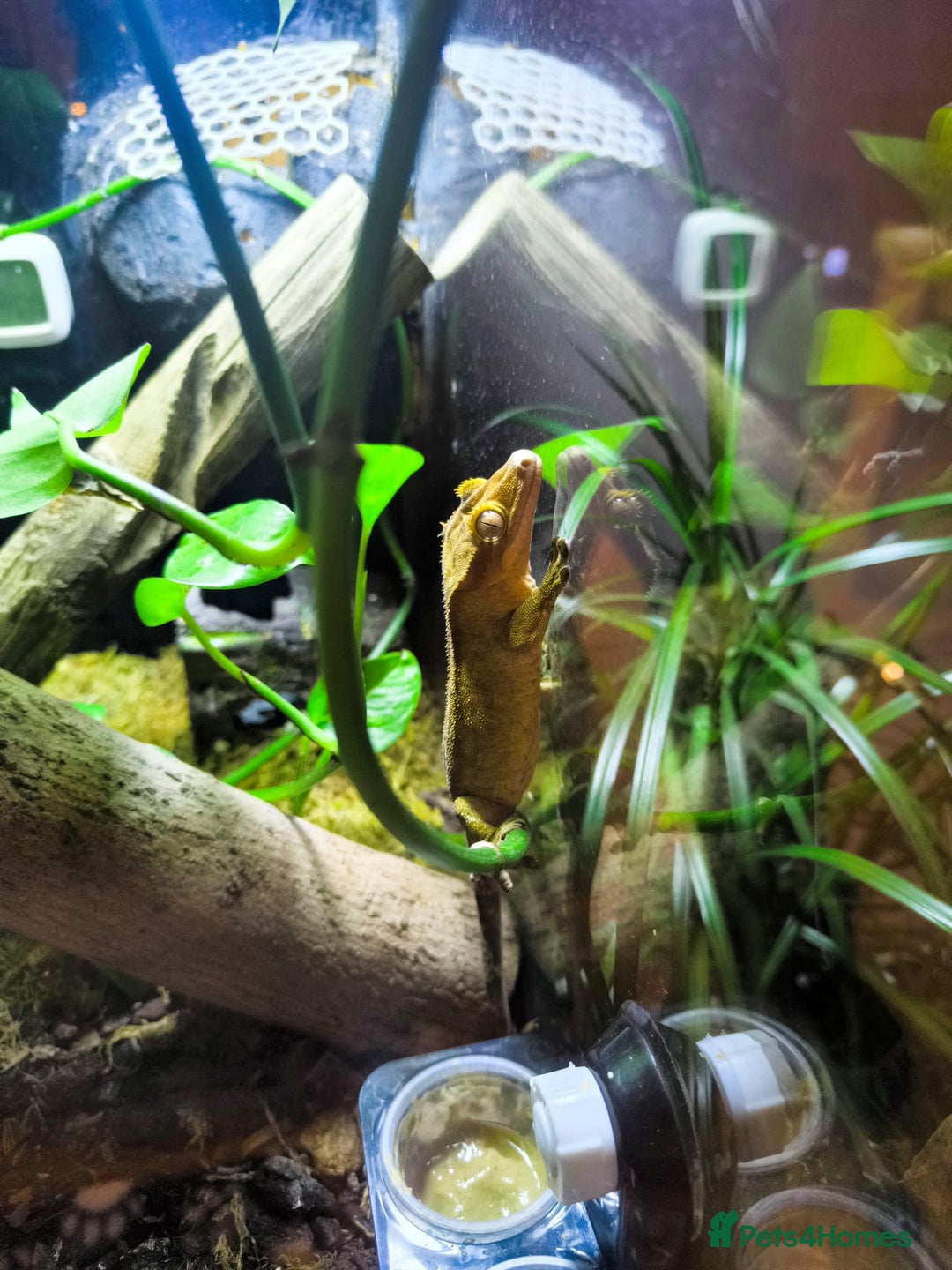 Gecko reptiles for sale: Crested Gecko for sale with terarium  - Advert 1