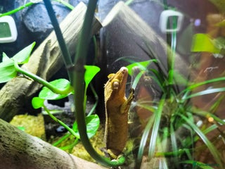 Gecko reptiles Crested Gecko for sale with terarium - Advert 1