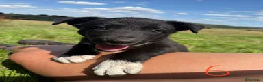 Pup 6