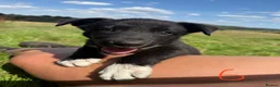 Mixed Breed dogs for sale: Beautiful kelpie x border collie pups for sale - Advert 8