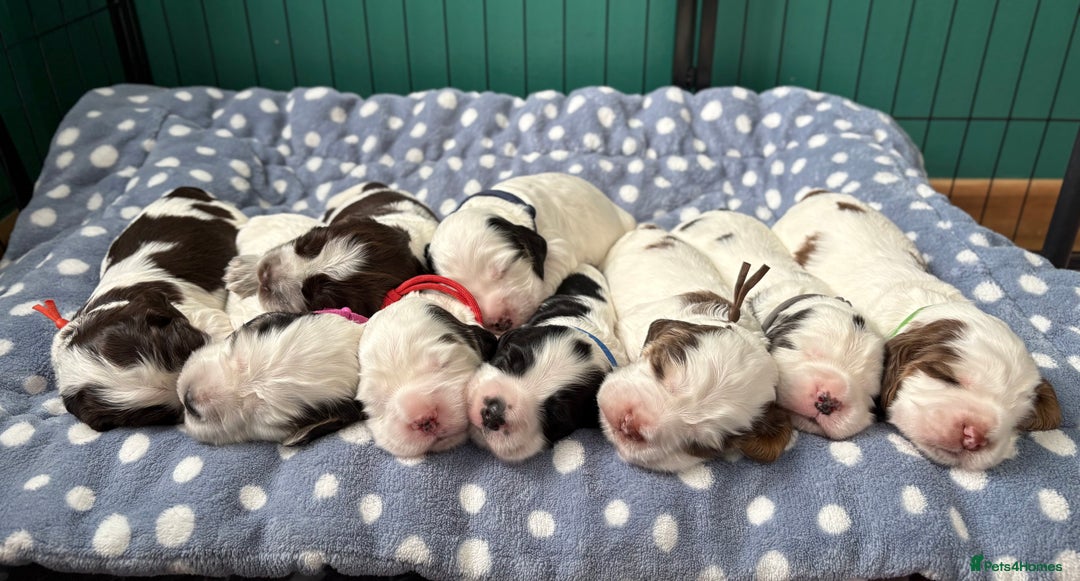 Cocker Spaniel dogs for sale: KC Reg; Home Raised; Low COI; DNA CLEAR; Show Type - Image 18