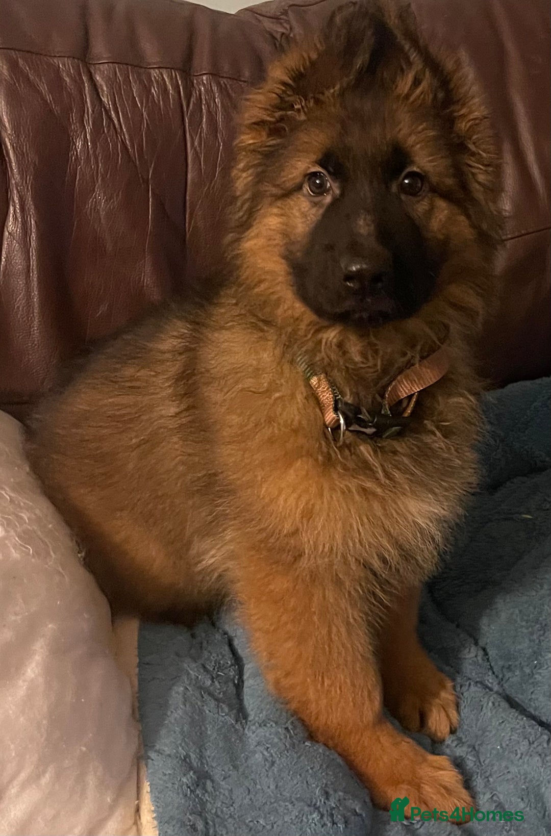 German Shepherd dogs for sale: German Shepherd MALE - Huge  - Advert 5