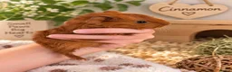 Guinea Pig rodents for sale: Baby Guinea Pigs  - Advert 2