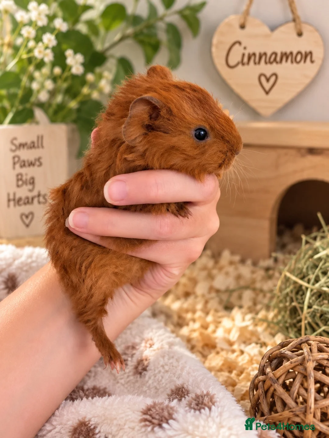 Guinea Pig rodents for sale: Baby Guinea Pigs  - Advert 2