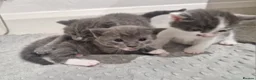 Domestic Shorthair cats for sale: 3 little princess and 3 little prince for sale  - Advert 13