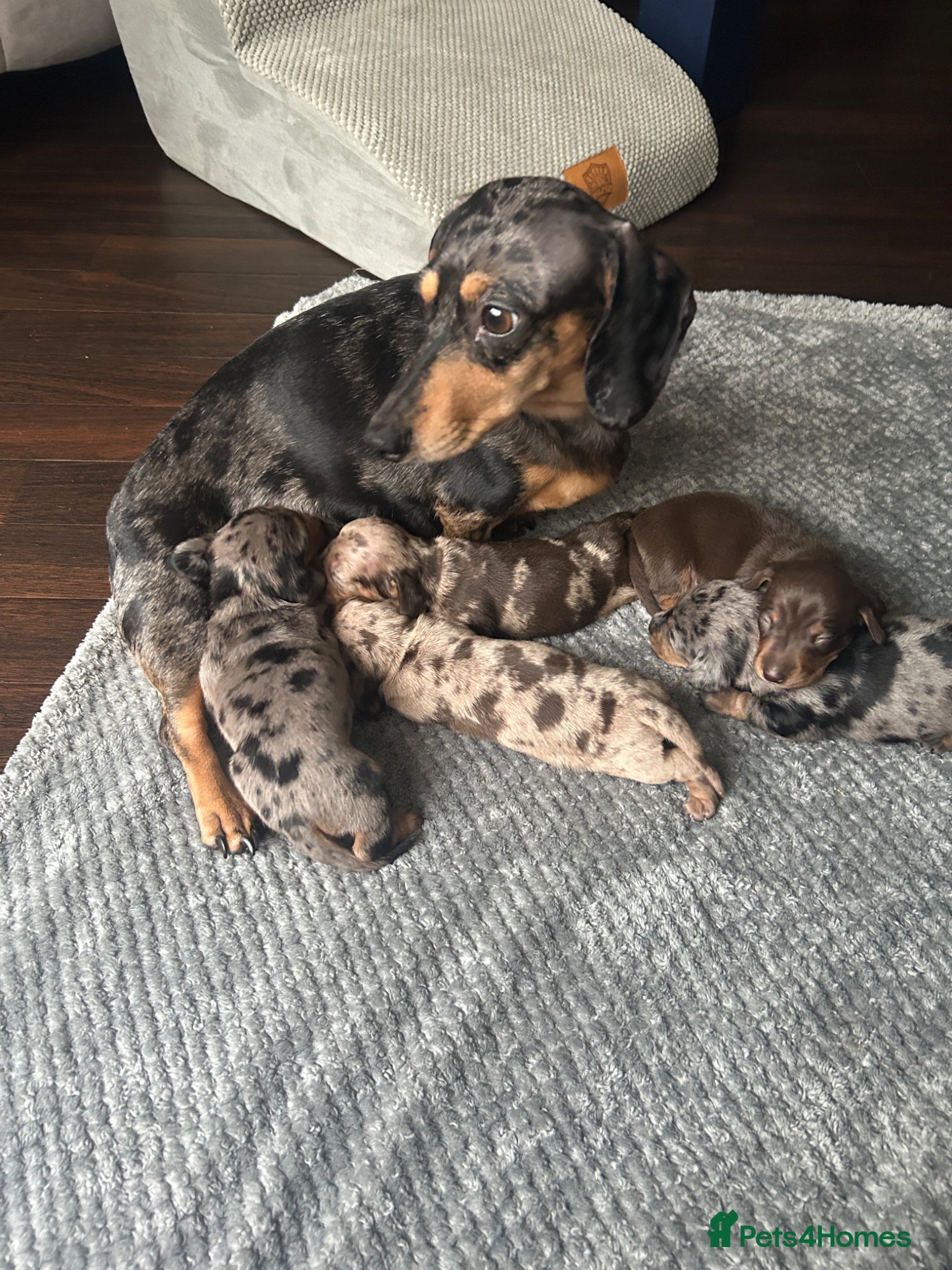 Miniature Dachshund dogs Beautiful Miniature Dachshund Puppies - Advert 4