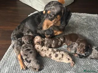 Miniature Dachshund dogs Beautiful Miniature Dachshund Puppies - Advert 4