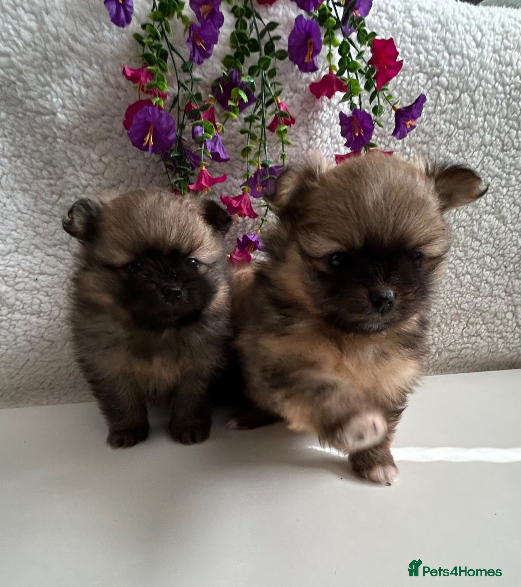Pomeranian dogs Toy Teddy Pomeranian pups  - Advert 18