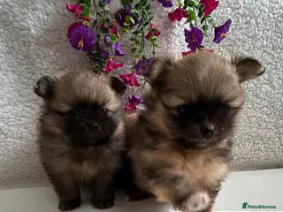 Pomeranian dogs Toy Teddy Pomeranian pups - Advert 18
