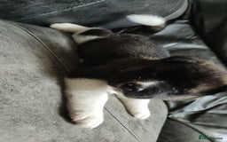 Akita dogs for sale: Female Akita puppy  - Image 5