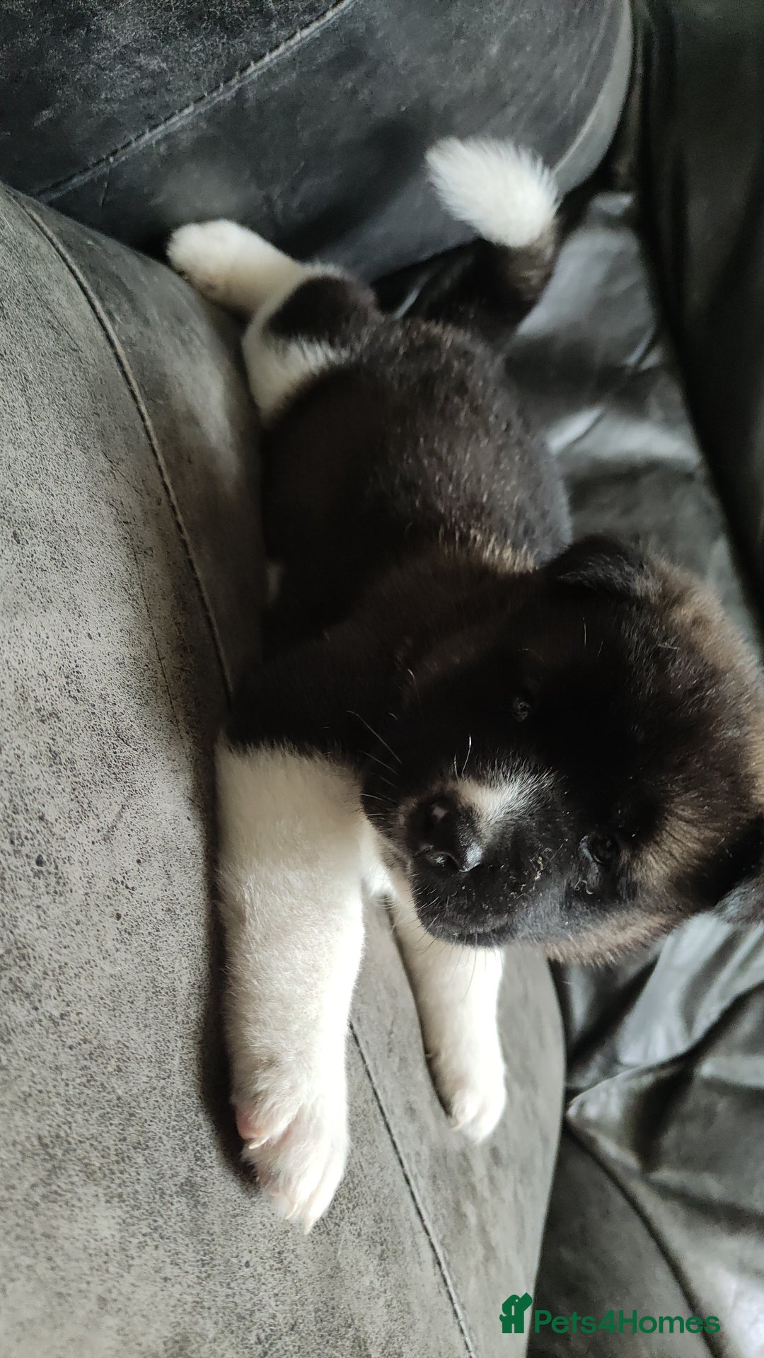 Akita dogs for sale: Female Akita puppy  - Image 5