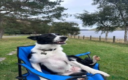 Border Collie dogs for sale: 3 Year old Border Collie  - Image 1