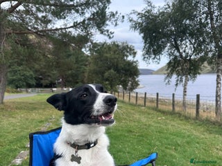 Border Collie dogs for sale - Advert 1